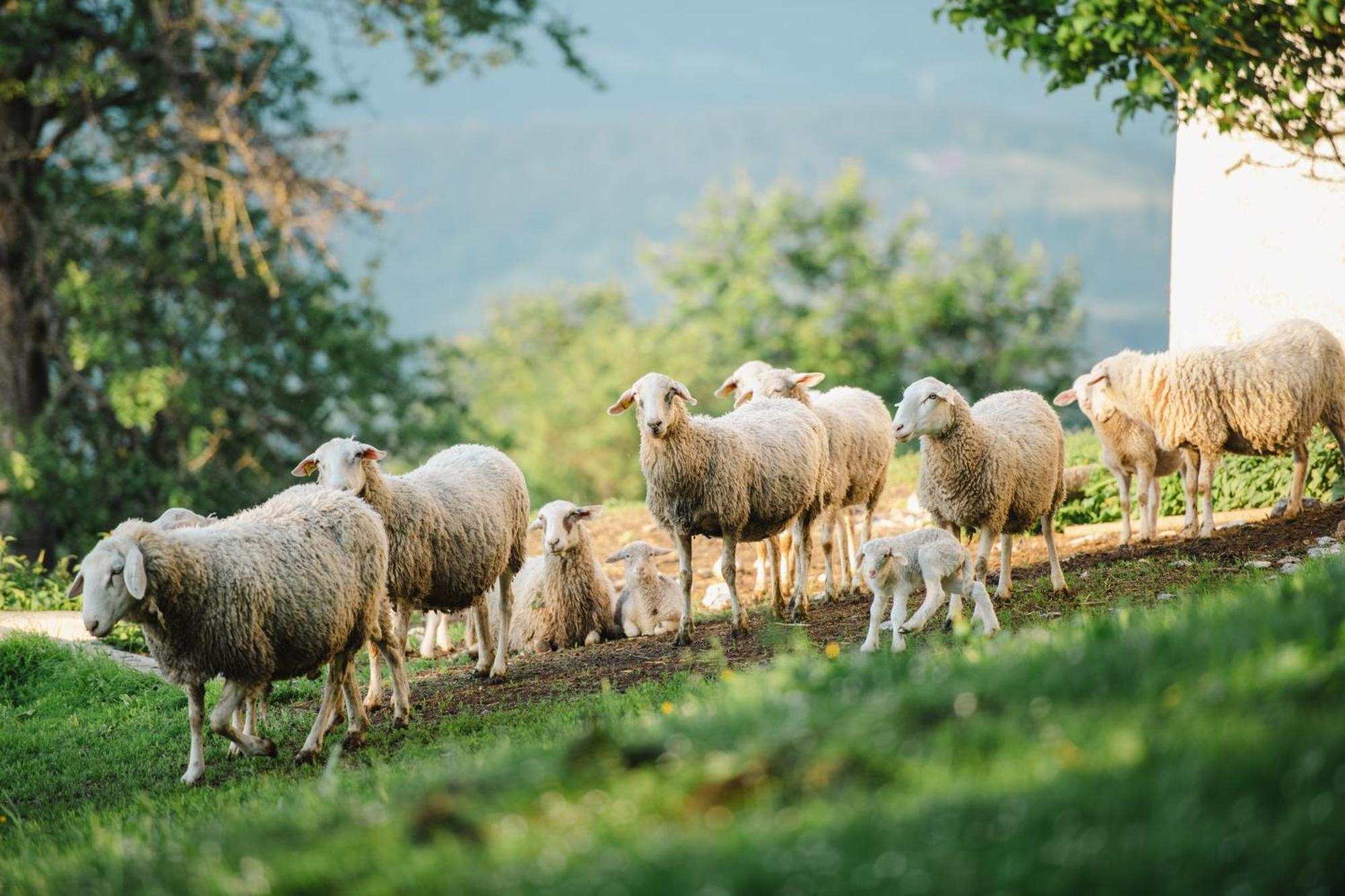 Eco Tourist Farm Ravnjak スロヴェニ・グラデツ エクステリア 写真